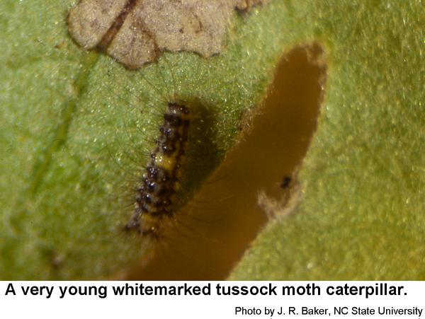 Young whitemarked tussock moth caterpillar